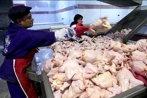 چرا مرغ ۱۲۰ هزار تومان شد؟