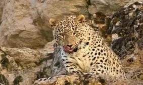 حمله پلنگ به دام روستاییان شهرستان لالی