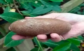 این قلوه سنگ یک گرز عصر حجری است!