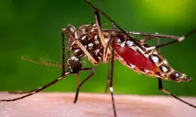 پشه‌ از کدام رنگ‌ها فرار می‌کند؟