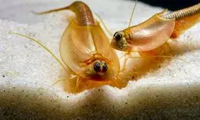 کشف فسیل زنده ۲۰۰ میلیون ساله در ایران
