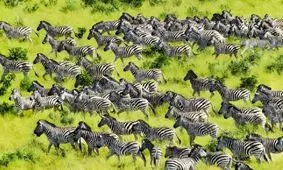 تست بینایی/ در عرض 6 ثانیه ببر پنهان شده را در میان گورخرهای در حال دویدن تشخیص دهید؟