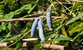 «انگشتان مرد مرده»، عجیب‌ترین میوه روی زمین/ عکس 