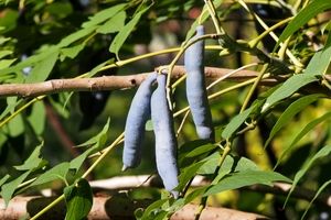 «انگشتان مرد مرده»، عجیبترین میوه روی زمین/ عکس