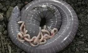 شناسایی یک جاندار دوزیست که به بچه‌هایش شیر می‌دهد

