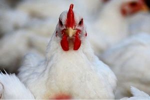 سفره مرغ‌ها از ارز ۴۲۰۰ خالی شد