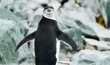 چرت‌های ۴ ثانیه‌ای و خواب در پرواز؛ حیوانات با روش‌های افراطی خواب از خطر می‌گریزند