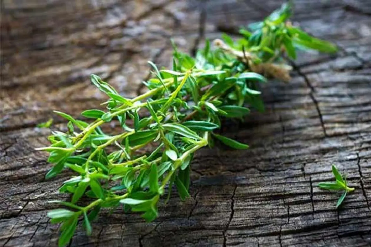مهمترین خواص مرزه برای پوست، گوارش و کاهش التهاب