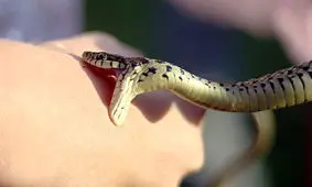 تیغ زدن یا مکیدن محل گزش مار و عقرب ممنوع