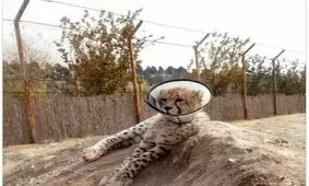 اتفاقی نگران کننده برای پیروز؛ جان او در خطر است؟/ توضیح محیط زیست