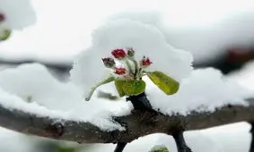 آغاز زودرس بهار در انگلیس به دلیل تغییرات اقلیمی

