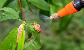 کشف نوعی قارچ‌کش در نوزادان و زنان باردار!

