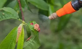 کشف نوعی قارچ‌کش در نوزادان و زنان باردار!

