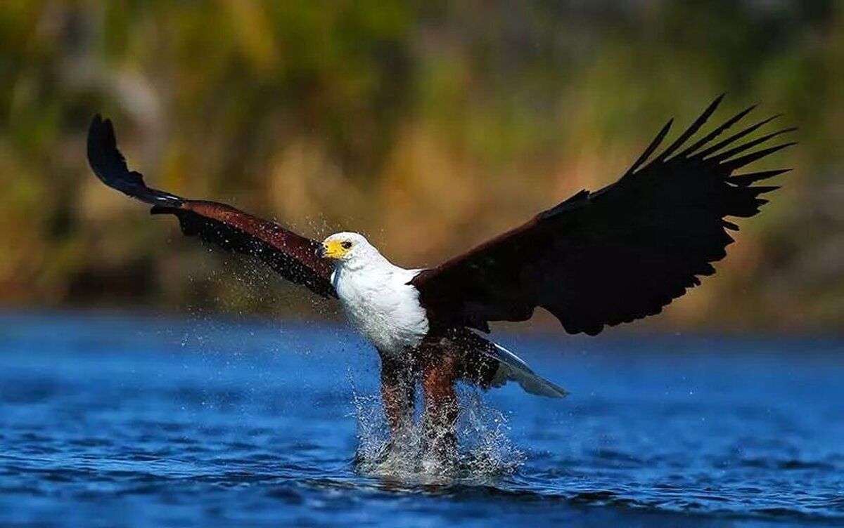  لحظه خارق‌العاده شکار ماهی توسط عقاب سر سفید