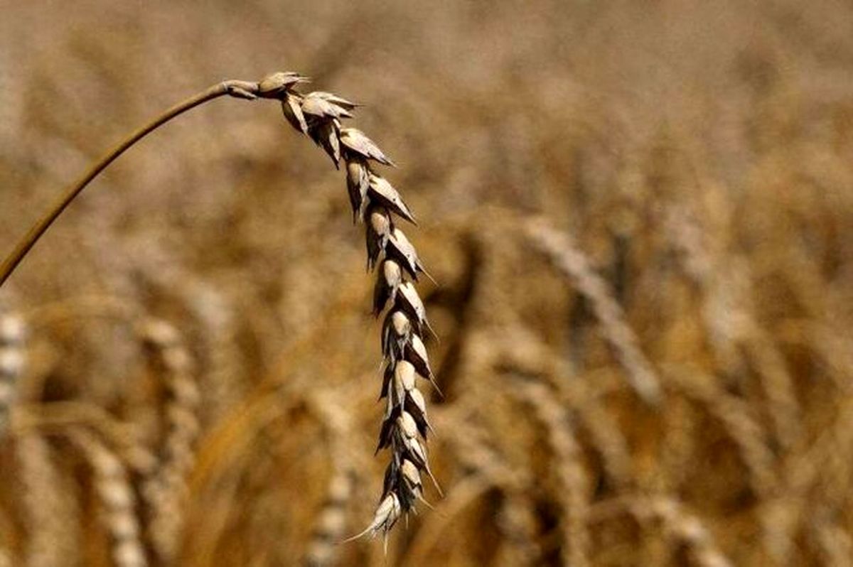 صعود جهانی قیمت دلار با مواد غذایی چه میکند؟