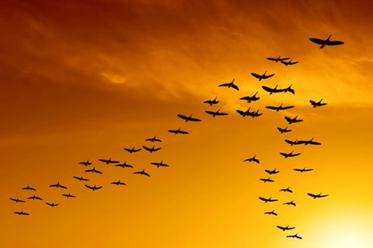 تاثیر منفی آلودگی نوری بر مسیریابی پرندگان مهاجر