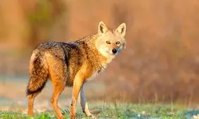 حمله شغال به دو نفر از اهالی روستای بست قلات بستک