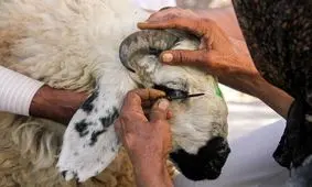 آیین قربانی در اقوام ایرانی چگونه برگزار می‌شود؟
