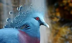  زیباترین کبوتر جهان صاحب یک جوجه شد/ ویدئو