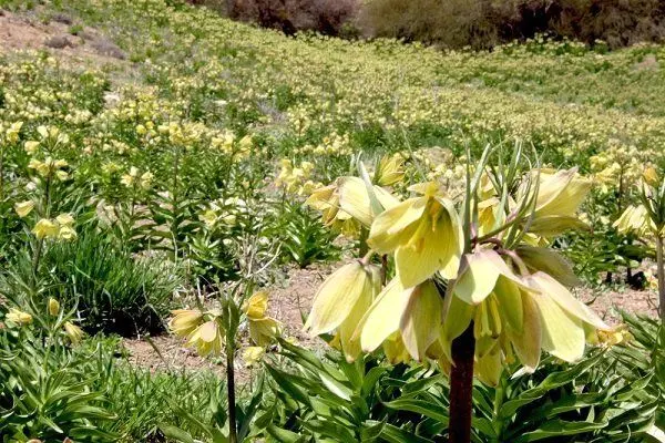 لاله‌های واژگون خمبی؛ دشتی به رنگ خورشید