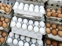 چرا تخم مرغ گران شد؟/ ویدئو