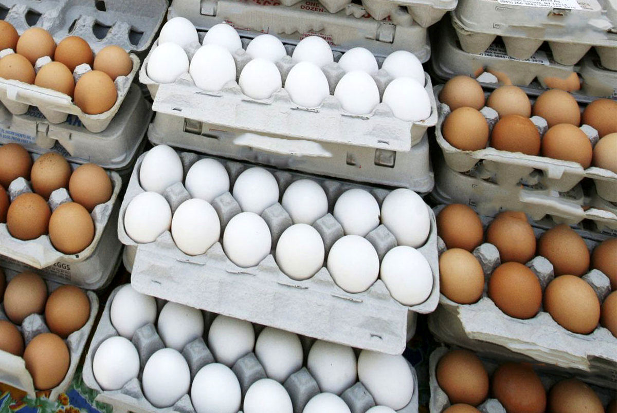 ممنوعیت صادرات تخم مرغ موقتی است یا مدت دار؟