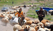 عشایر جنوب کرمان تا ٢٠ اردیبهشت‌ از ورود به مراتع خودداری کنند