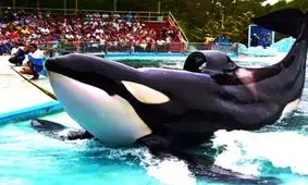 نهنگ قاتلی که در استخری کوچک نگهداری می‌شود/ عکس

