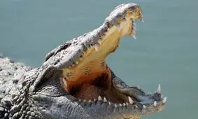 لحظه هولناک حمل جسد یک مرد در آب توسط تمساح غول پیکر/ ویدئو