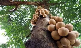 چند میوه ناشناخته و خوشمزه از خلقت که ندیده‌اید