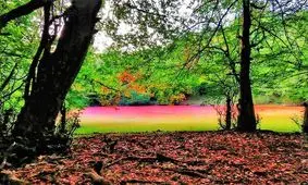 مرداب زیبای «هسل» چالوس/ عکس