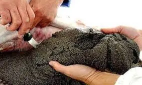 صادرات خاویار ایرانی به اروپا به مشکل خورد/ هر کیلو خاویار ایران چند شد؟

