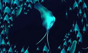 ماهی مرکب‌ ۵۰۰ میلیون ساله، کرم‌ درنده از آب در آمد!

