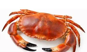 پوست اندازی شگفت انگیز خرچنگ/ ویدئو