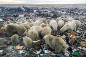 خرس های قطبی به خوردن زباله روی آوردند!/ تصاویر