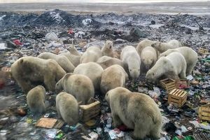 خرس های قطبی به خوردن زباله روی آوردند!/ تصاویر