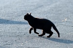 اعلام  وضعیت‌ آماده‌باش به دلیل سقوط یک گربه در خمره مواد شیمیایی
