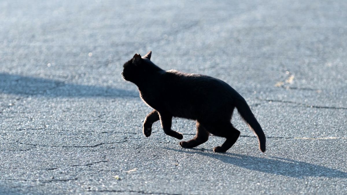 اعلام  وضعیت‌ آماده‌باش به دلیل سقوط یک گربه در خمره مواد شیمیایی