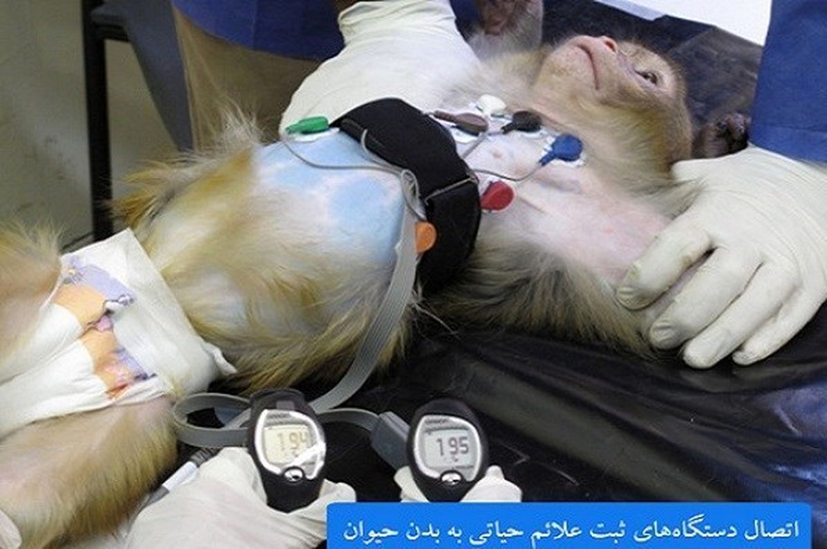 ماجرای پرتاب میمونی به فضا در دوره احمدی نژاد و مسکوت ماندنش در دولت روحانی