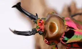 سوسک این رنگی؛ باورتان می شود