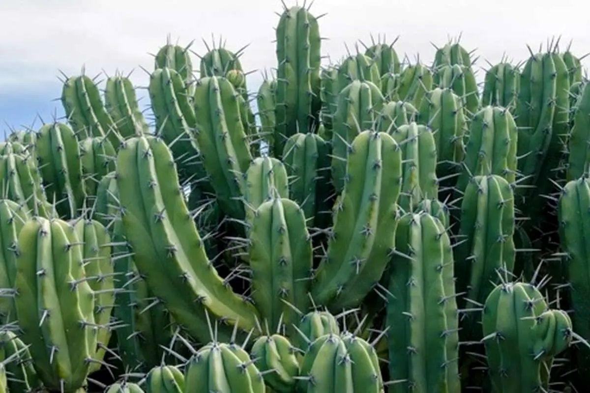 نمایی حیرت انگیز از کاکتوس غول‌پیکر اوآحاکا
