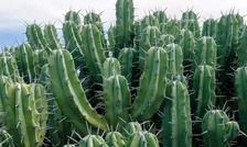 نمایی حیرت انگیز از کاکتوس غول‌پیکر اوآحاکا
