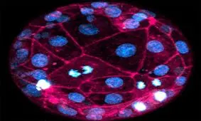 ثبت واضح ترین تصویر از جنین در حال رشد انسان