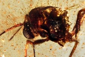 کشف «کپسول کهربایی زمان» که حشرات 112 میلیون ساله را در خود حفظ کرده است