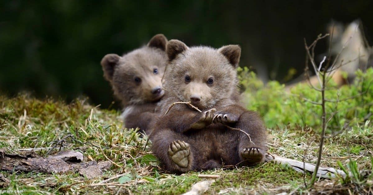 کشتی گرفتن بچه خرس‌های تازه متولد شده در سوادکوه/ ویدئو