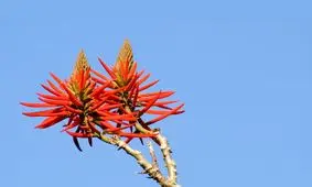 جنجال سوسک هیتلری؛ اختلاف دانشمندان شدت گرفت
