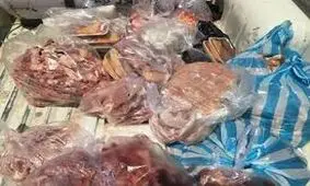 کشف ۲۰۰ کیلوگرم گوشت گراز در مرکز گیلان