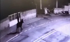 سرقت از طلافروشی و فرار با الاغ؛ ماجرایی واقعی از ترکیه