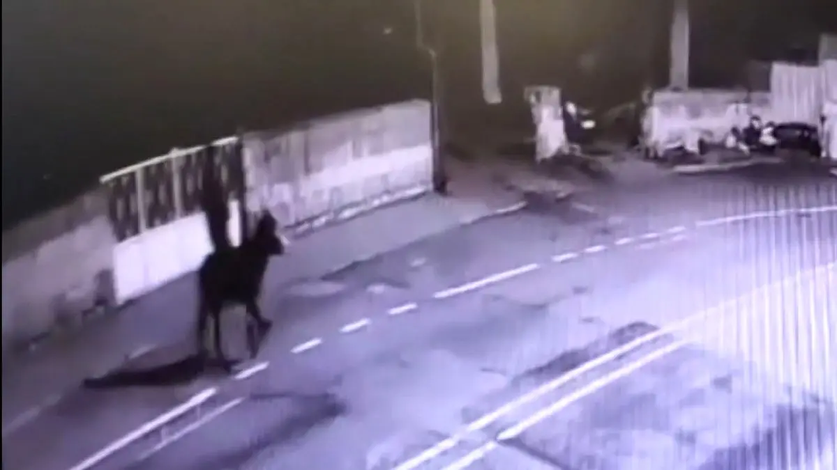 سرقت از طلافروشی و فرار با الاغ؛ ماجرایی واقعی از ترکیه