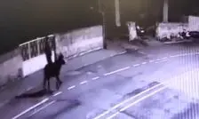 سرقت از طلافروشی و فرار با الاغ؛ ماجرایی واقعی از ترکیه